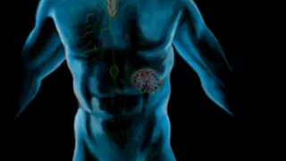 The Lymphatic System, Part 1