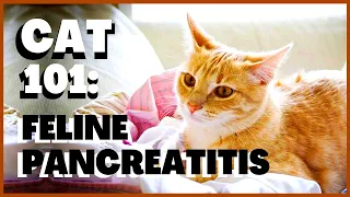 Cat 101: Feline Pancreatitis