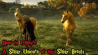 Hogwarts Legacy Guide - How to Capture a Shiny Unicorn