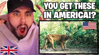 Brit Reacts to Animals Only Found in America!