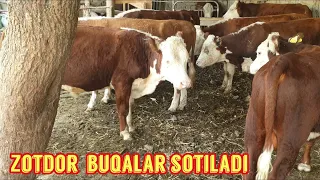 Nasldor buqalar sotiladi shoshiling.