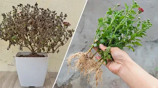 Growing chrysanthemums by cuttings with egg yolk│100% easy rooting