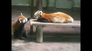 夢見ヶ崎動物公園～レッサーパンダ/Sichuan Red Panda「ファファ」の立ち姿