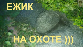 Ежик на охоте Обыкновенный еж – колючий бегун ))) Hedgehog on the hunt