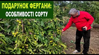 №154 Горіх Подарунок Фергани