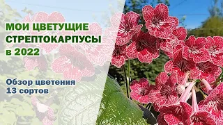 Мои ЦВЕТУЩИЕ стрептокарпусы. Цветение в 2022