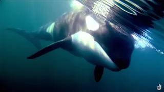 A Killer Whale Called Luna