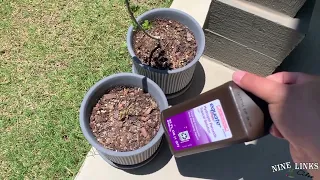 Using Hydrogen Peroxide to kill Fungus Gnat and small Larvae.