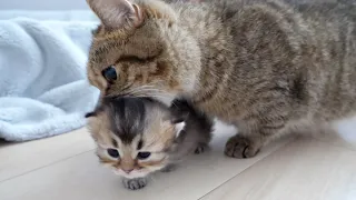 Finally, the kittens escaped from the birthing box, and the mother cat was very busy!