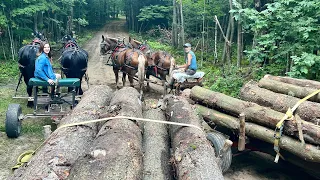 HAULING LOGS WITH MY DAUGHTER!! // Draft Horse Logging