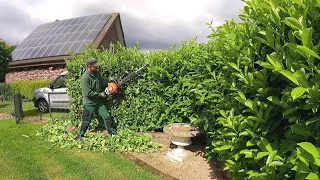 Trimming a laurel Hedge