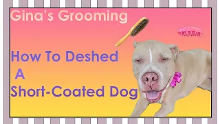 How To Deshed a Short-Coated Dog – Gina’s Grooming