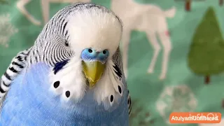 Happy sound of budgies for lonely birds || Bird Chirping || #Budgie singing  || #Parakeet sound