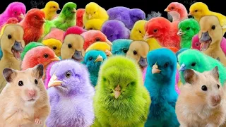 Wow Amazing Catch cute chickens, colorful chickens, cute ducks, hamsters, rabbits, guinea pigs ll6