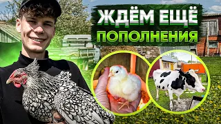 Наша корова Машка🐮Первые бройлеры вывелись ! Мускусные утки 🐣Порядок на участке. Пришла посылка 🥕