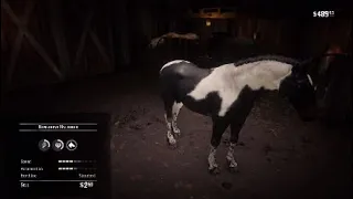 Red Dead Redemption 2 Free Male Hungarian Halfbred Piebald Tobiano Early In Chapter 2