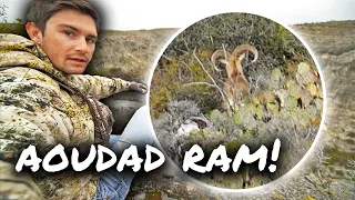 SPOT & STALK AOUDAD RAM Hunt & Exploring ANCIENT Native American Caves! || West Texas