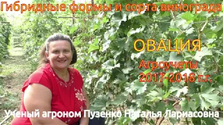 Виноград Овация - очень раннего срока созревания (Пузенко Наталья Лариасовна)