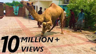 Camel Qurbani Video | Eid ul Adha 2023