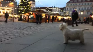 Looking for the Christmas, Tallinn 2015