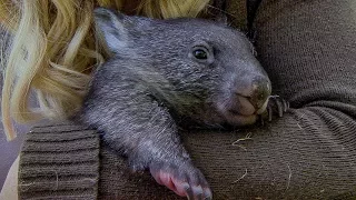 Orphan Wombat Preparing for the Wild | BBC Earth