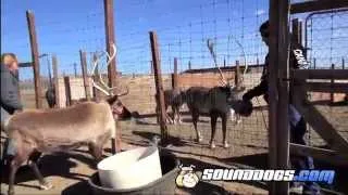 Reindeer Sound Effects Recording