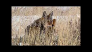 Valley of the Wolves Wild Nature Documentary HD 2015 --- Wolf Documentary