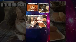 #мем #мемы #memes #mem #смешно #ржака #юмор #смех #котики #кот #коты #cat #cats