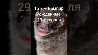 Тотем Вампир рожденные 29 февраля