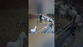 Отучить барана бодаться!🐏🐑