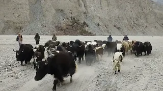 kurumber valley lokal yaks village borth.