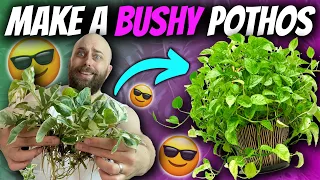 How to Make a Super Bushy Pothos Plant | Epipremnum + Philodendron Chatty Pot Up