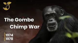 The Gombe Chimpanzee War | Brothers4Change