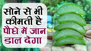 सोने से भी कीमती है एलोवेरा की पत्ती पौधे में जान डाल देगा | Benefits of Aloe Vera Plant in Home