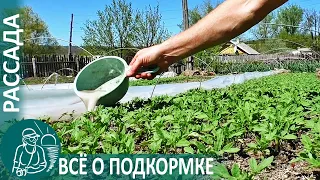 Growing Seedlings 🌿 All About Fertilizing According to Gordeev’s Technology