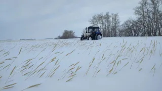 Косули молотят урожай.Снимаем Турс,едем в поле.