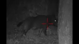 wild boar hunt, lov divjega prašiča,Wildschweinjagd,lov mladog vepra 19.7.2022