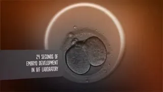 24 seconds of embryo development in IVF Laboratory.