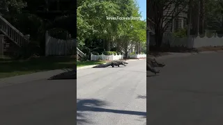 Huge alligator crosses street in front of people