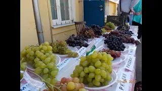 Выставка. Дары Амурской осени 2017. Хабаровск. Виноград, Плодовые, Успехи наших садоводов.