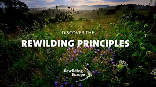 Rewilding Principles