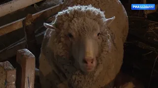 12 золотых медаль завоевали калмыцкие животноводы на Всероссийской выставке племенных овец