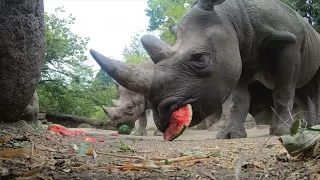 Hungry Hungry Rhinos Squish And Chomp Juicy Watermelon