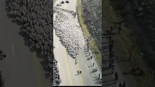 Thousands of sheep cross Idaho highway in annual sheep crossing