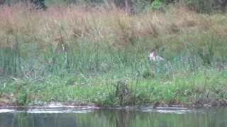 Nile river Crocodiles Uganda 2016