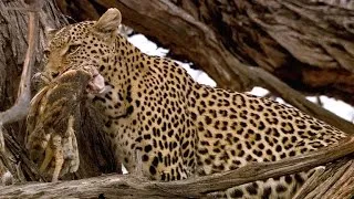 Amazing: Leopard Rockets Up a Tree to Catch Owls