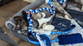 The Husky Puppy Got a Package from Friends!