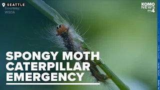 Treatment begins to eradicate spongy moth caterpillars amid emergency proclamation