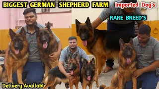 Biggest long coat German Shepard farm in Chennai | rare and extoic puppys,home breeding kennel