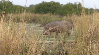 Hippo hunt on land! Best hunting in Africa Tanzania